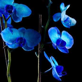 Blaue Orchidee