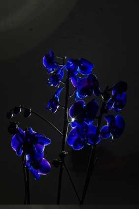 Blaue Orchideen