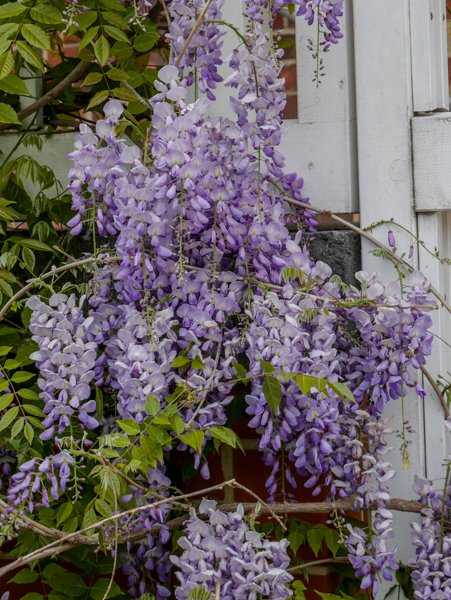  Blauregen in voller Blüte