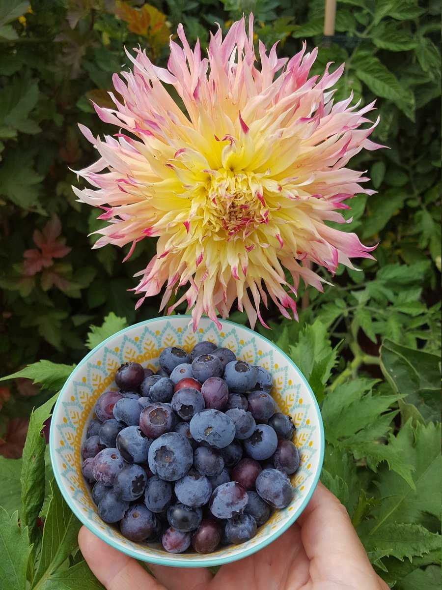 Heidelbeeren Blaubeeren Dahlie Ranka Tessin Lubera