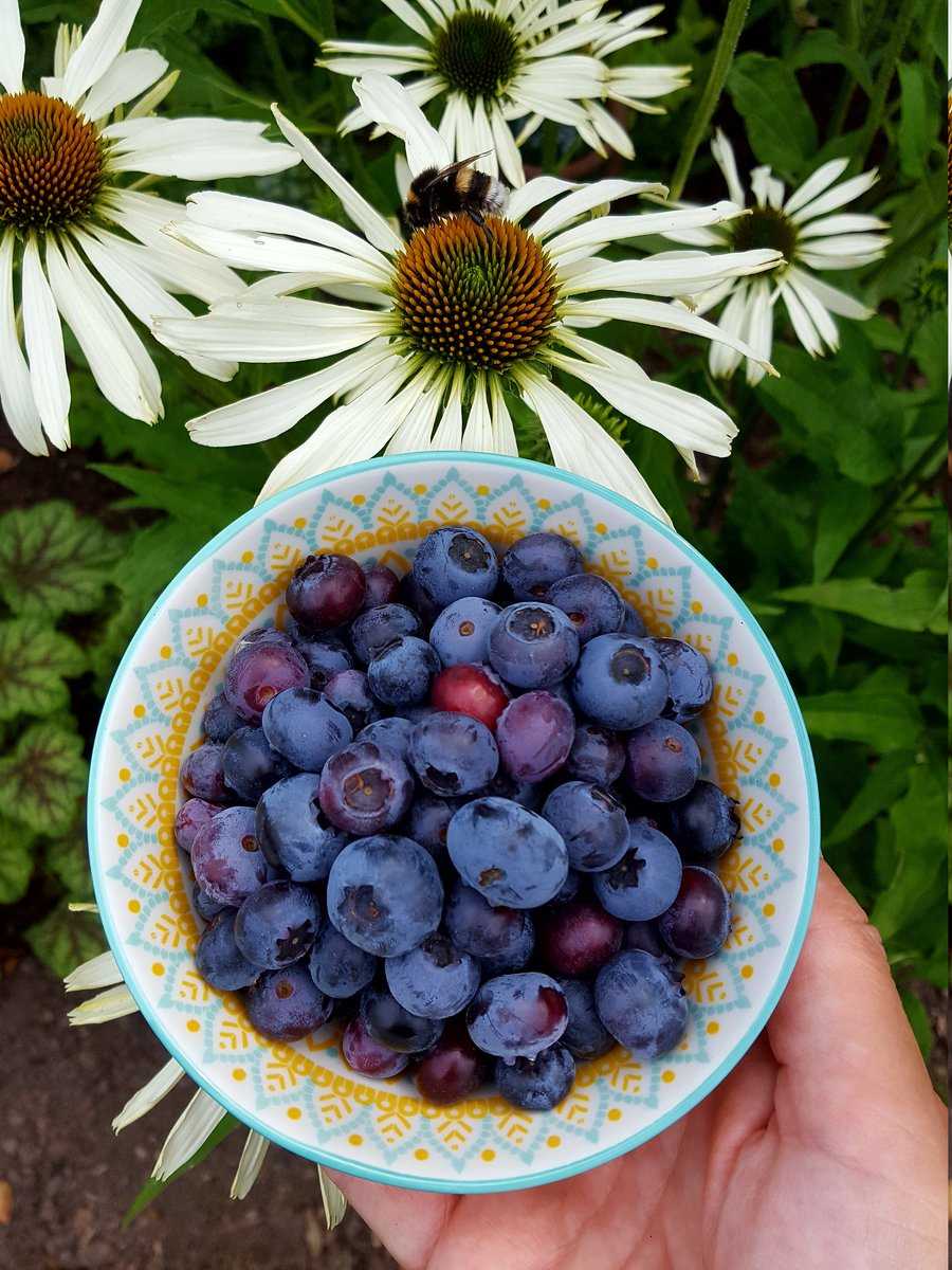 berry-licious Ranka Tessin Heidelbeere Blueroma Bluesbrothers Lubera