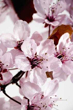 Blüten der Blutpflaume (Prunus cerasifera) im Frühling