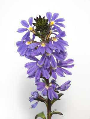 Bltenzweig der Blauen Fcherblume (scaevola aemula)