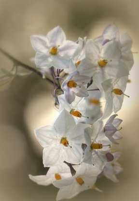 Blütenzweig des Sommerjasmin, Jasminblütiger Nachtschatten (solanum jasminoides)