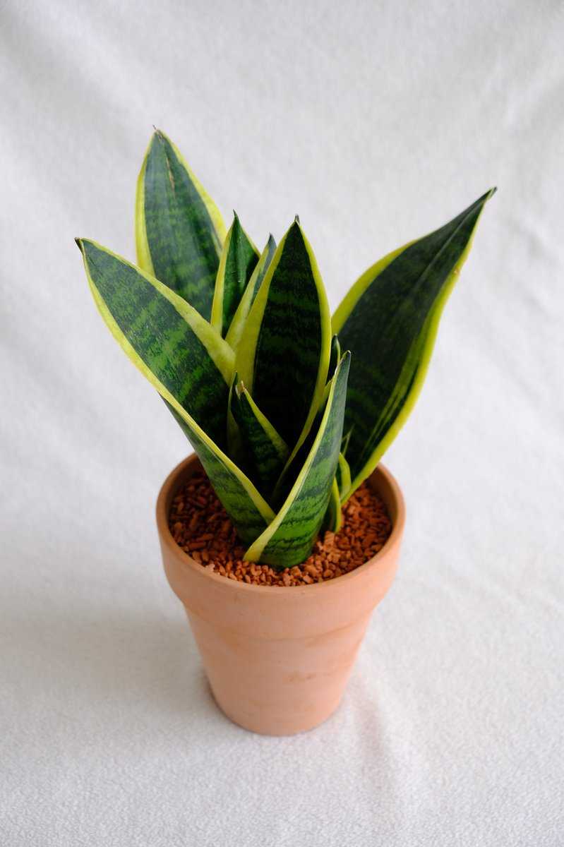 Bogenhanf, Sansevieria