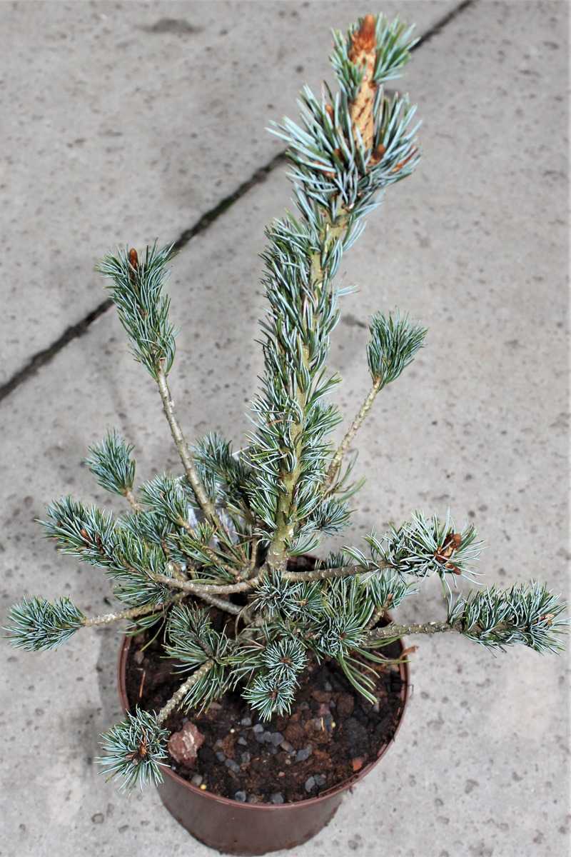 Bonsaiartige blaue Mädchenkiefer 25-30cm Pinus parviflora 