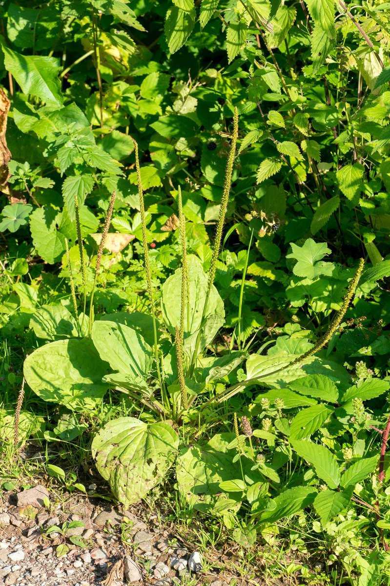 Breitwegerich, Plantago major: Hat Breitwegerich eine Heilwirkung?