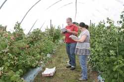 Britisch- schweizerische Allianz f?r bessere Himbeeren im Hausgarten