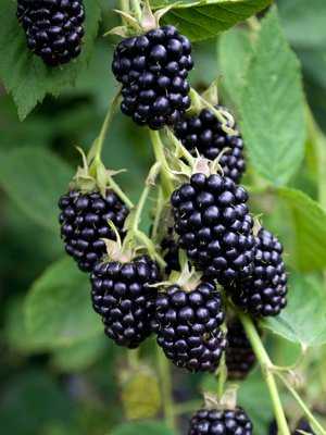 Brombeeren (Rubus fructicosus)