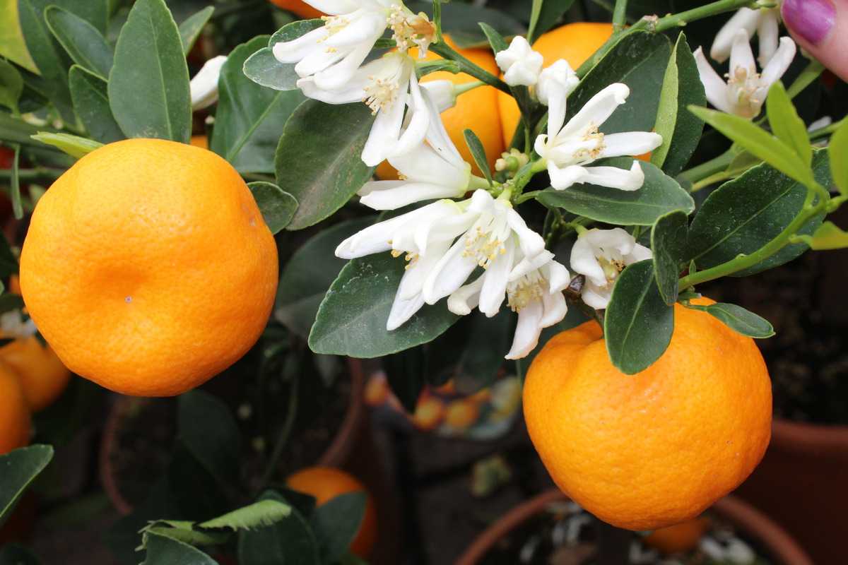 45 cm Topf-Ø ca 40 Orangenbäumchen “Calamondin” Höhe ca 15 cm Citrus mitis