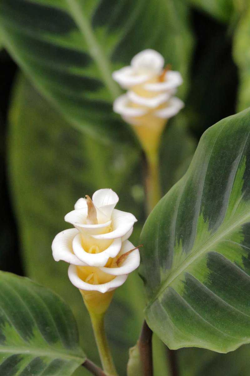 Calathea warscewiczii