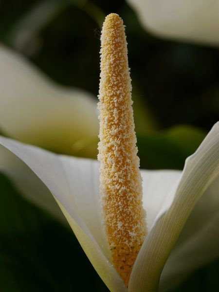 Calla überwintern