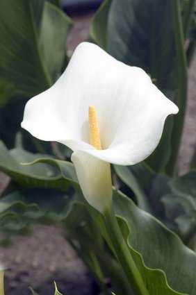 Calla, Zantedeschia