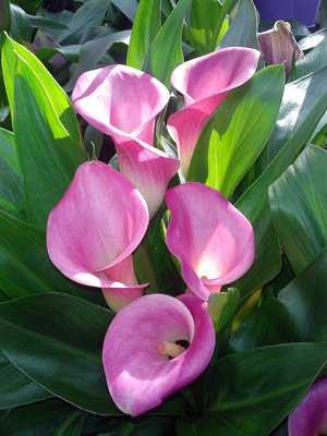 Calla, Zantedeschia