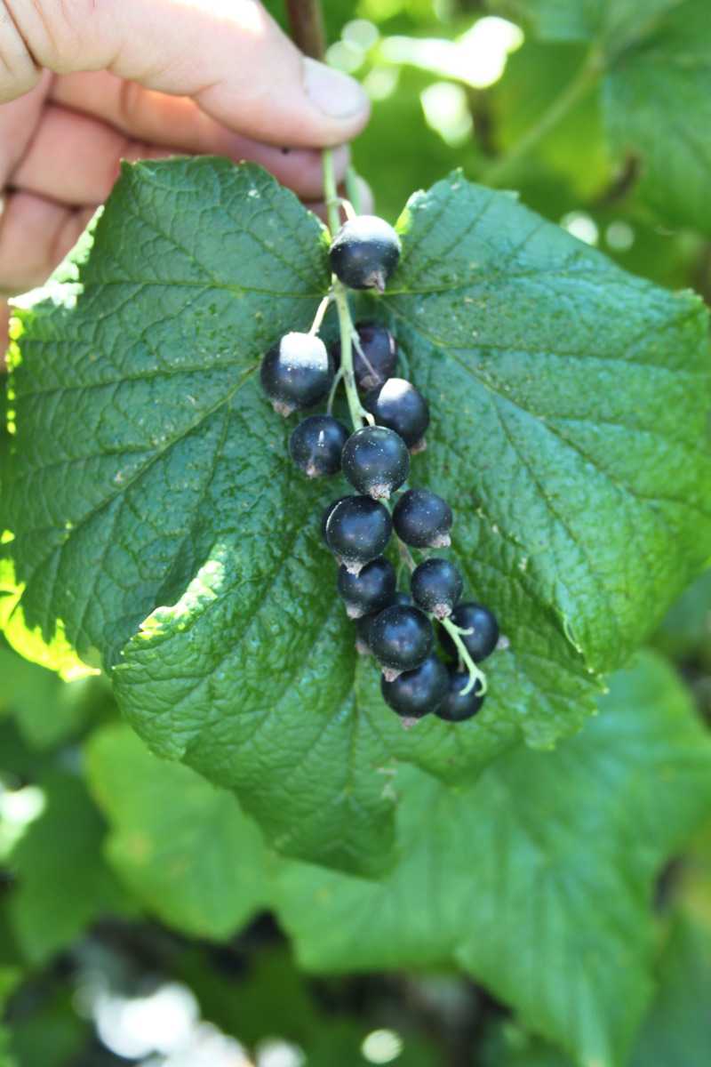 Johannisbeeren im Kübel schwarze Johannisbeere Cassissima Late Night Lubera