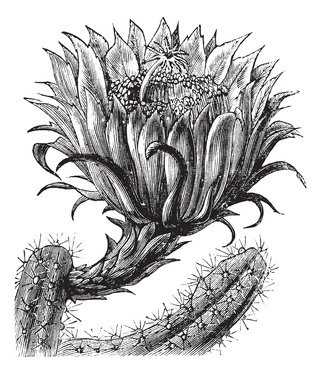 Nightblooming Cereus or Queen of the Night or Large-flowered Cac