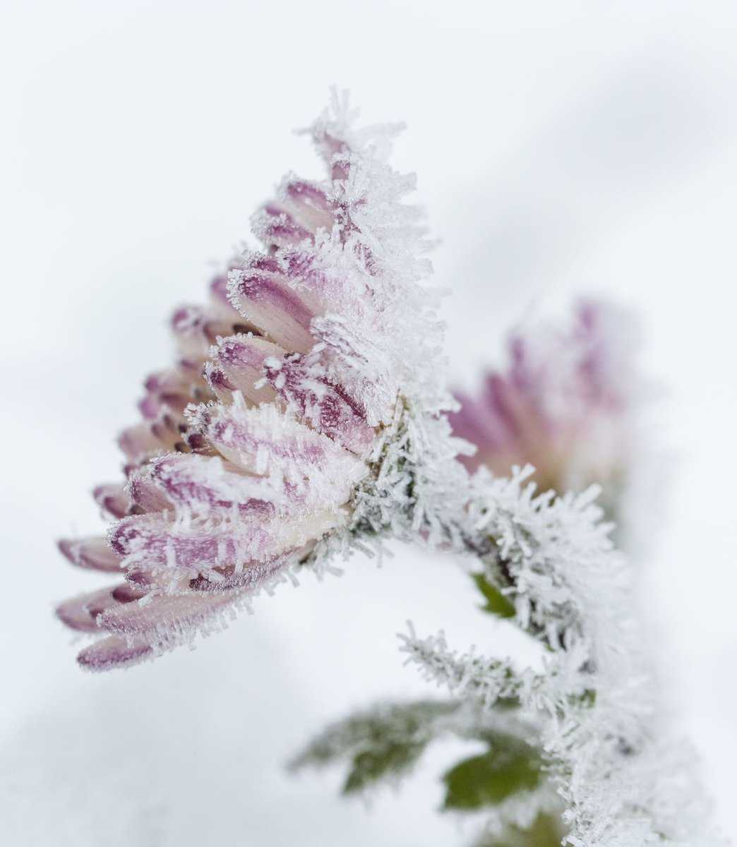 Chrysantheme im Winter