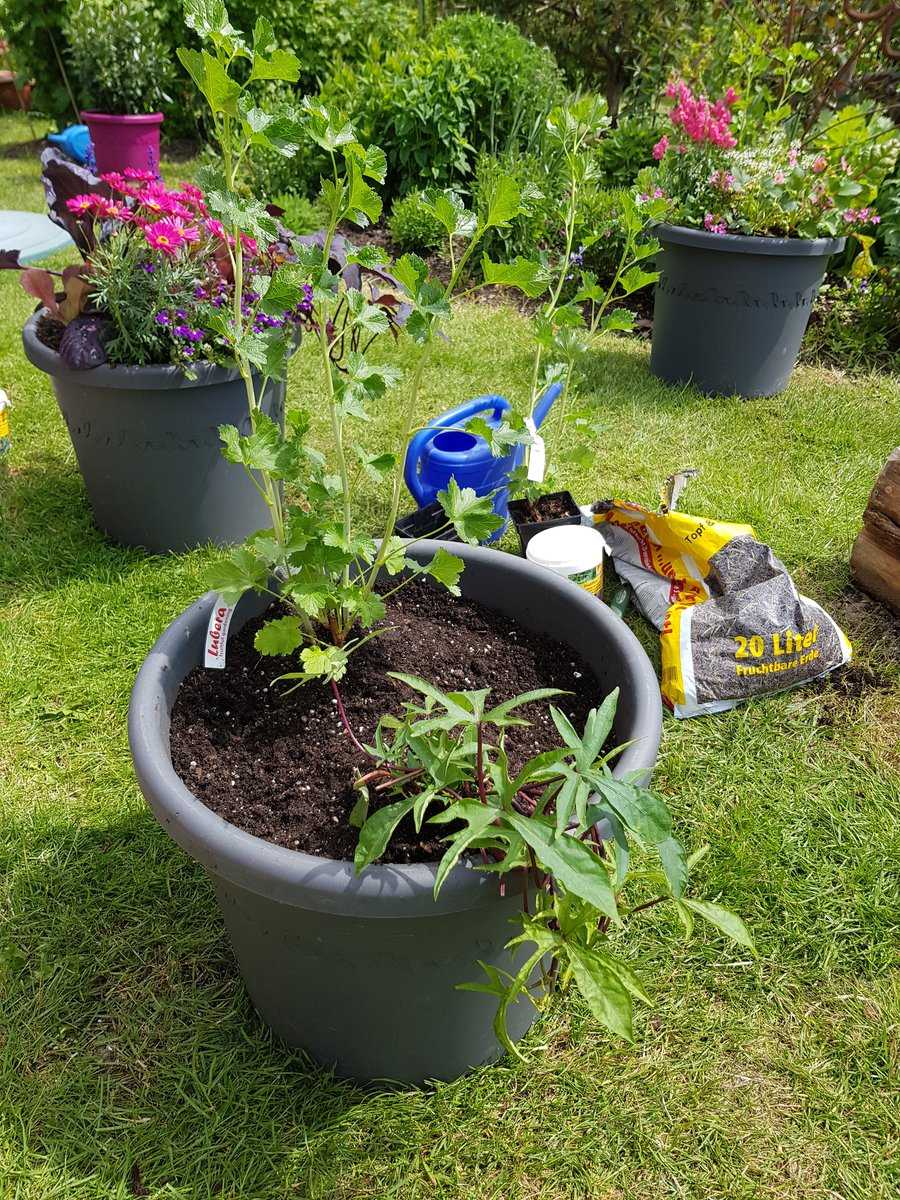 Containergarten Ranka Tessin Lubera