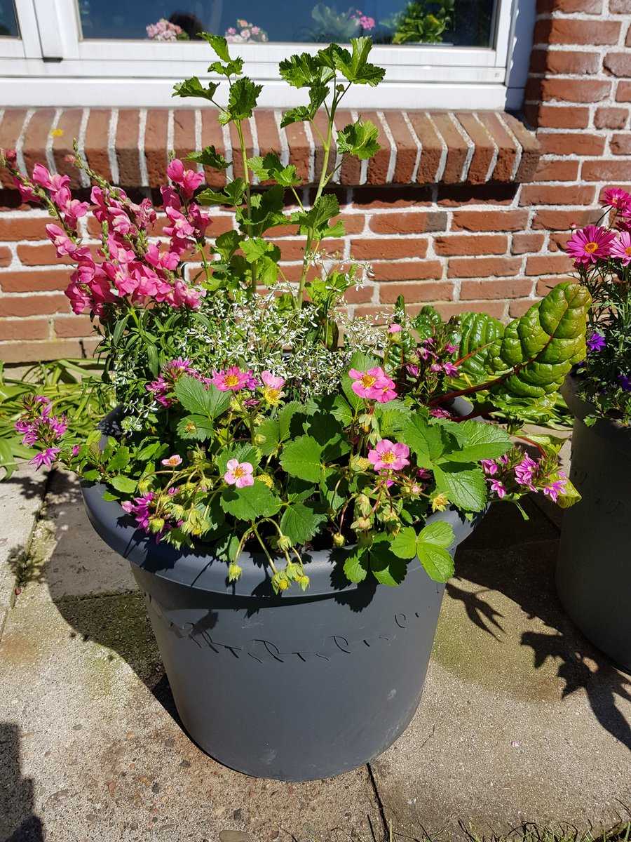 Containergarten Ranka Tessin Lubera