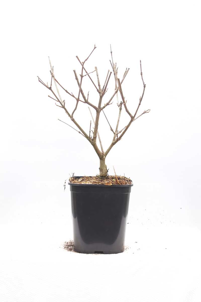 horstig wachsender bambus Fargesia rufa 50-80 cm (Gesamthhe inkl. Topf) im 10-15 Lt. Topf