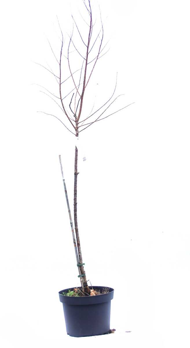 Sumpfzypresse, Sumpfeibe 'Shawnee Brave' - Hochstamm