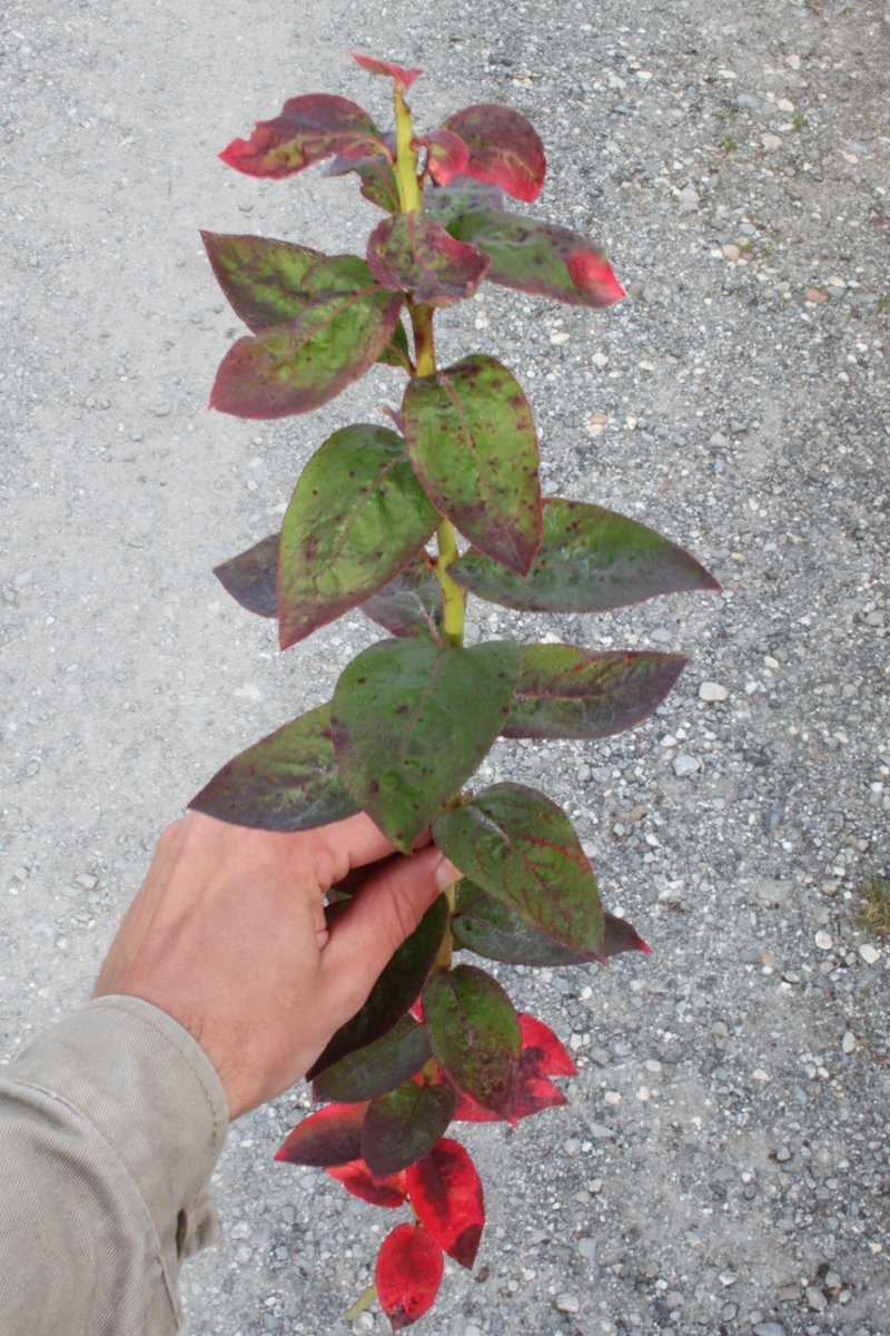 Heidelbeeren vermehren Lubera