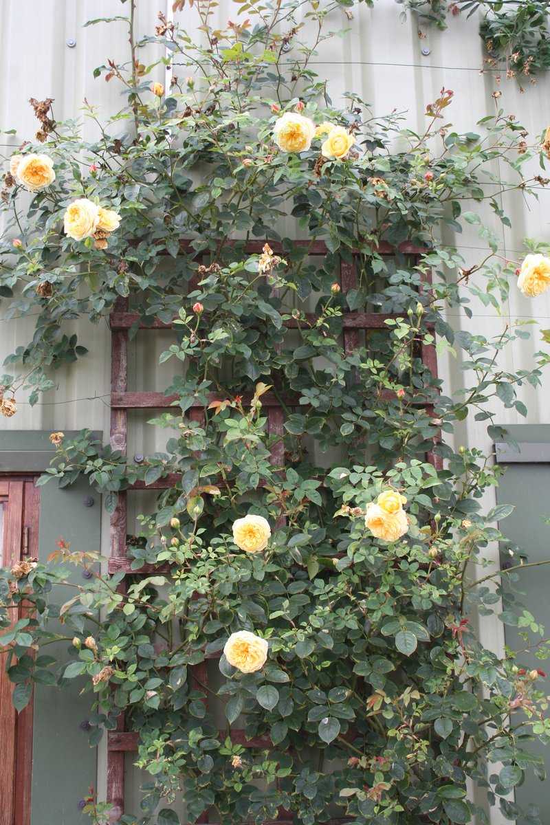 Rosiers anglais David Austin jardin de roses