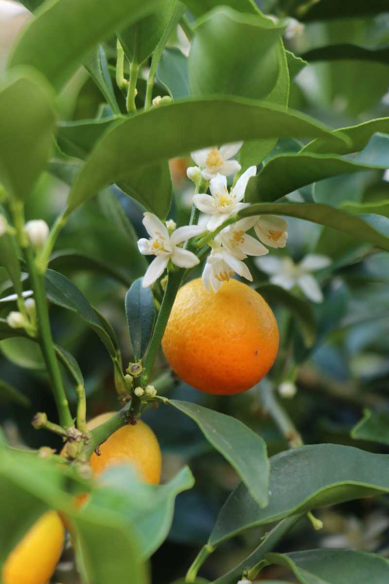 Kumquatbaum Ovale Kumquat fortunella margarita Lubera