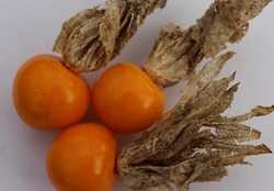 Der Physalis Komp(l)ott