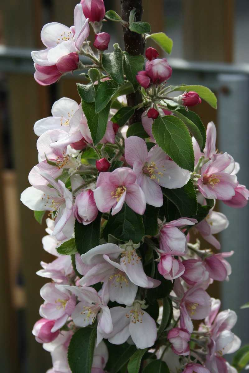 Der Säulen-Apfelbaum blüht nicht