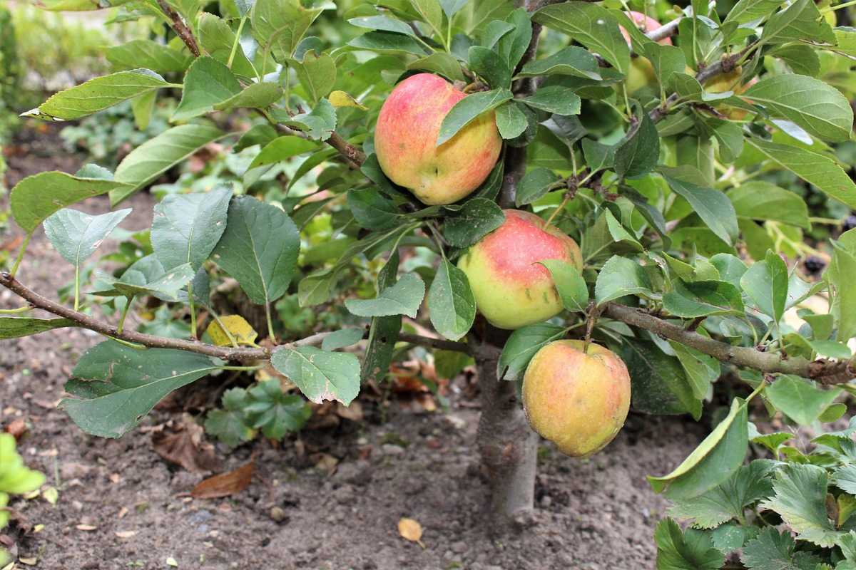 Der Zwergapfelbaum Gullivers® bei uns erhältlich!