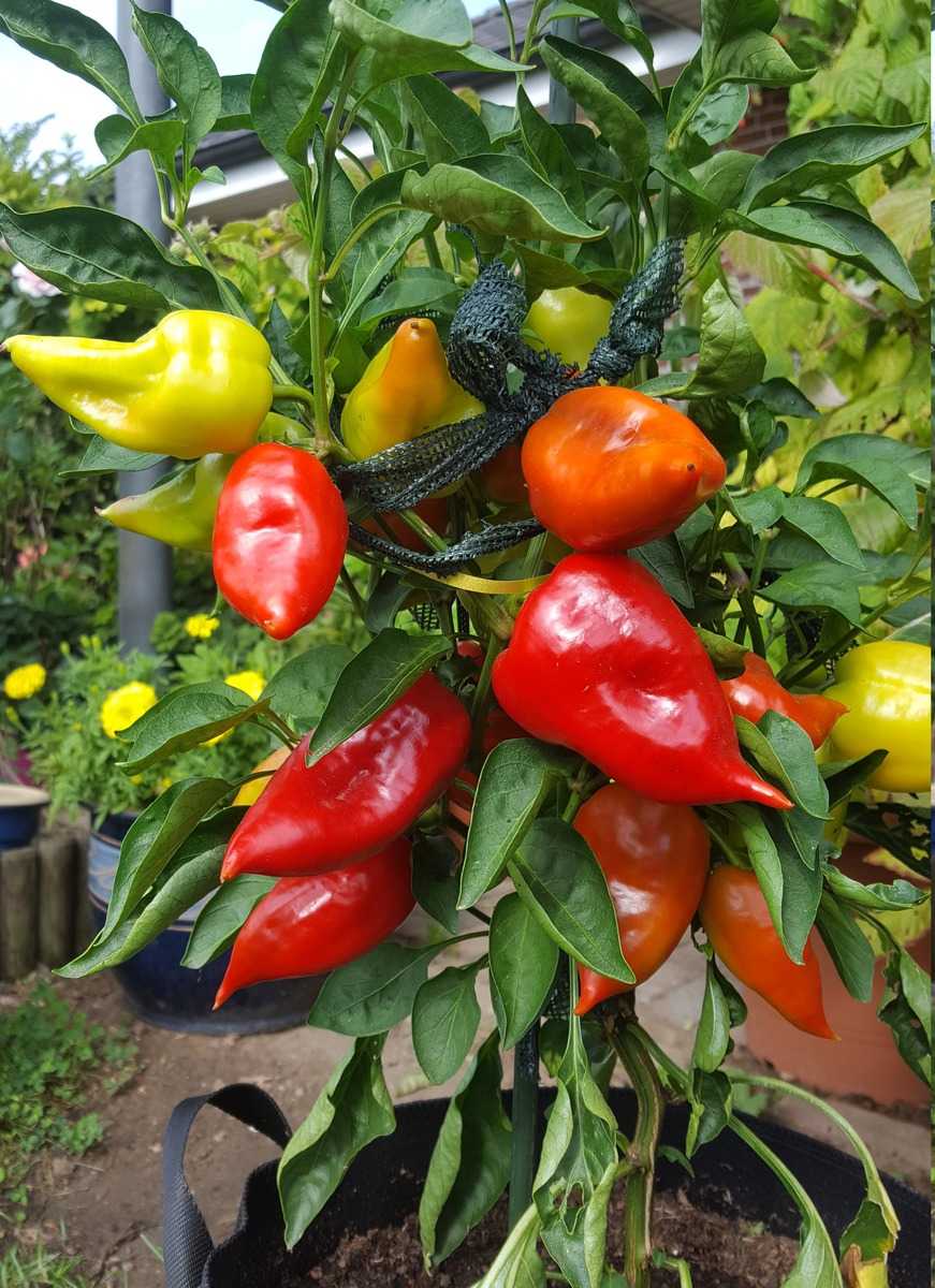 Freilandpaprika Roter Augsburger Lubera