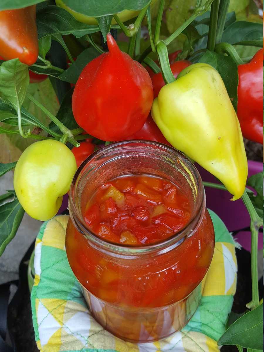 Freilandpaprika Roter Augsburger Lubera Pepper-Jelly Ranka Tessin