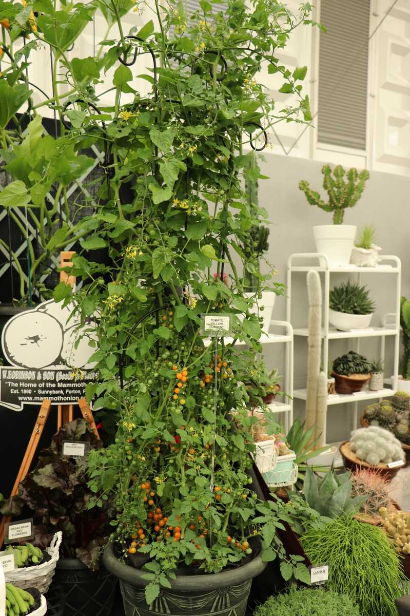 Tomatensorten Chelsea Flower Show 2018 Lubera