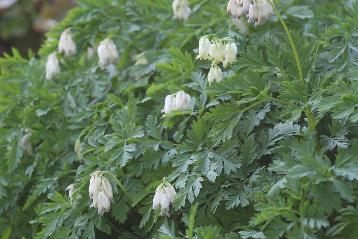 Dicentra formosa 'Aurora' : Lubera.de