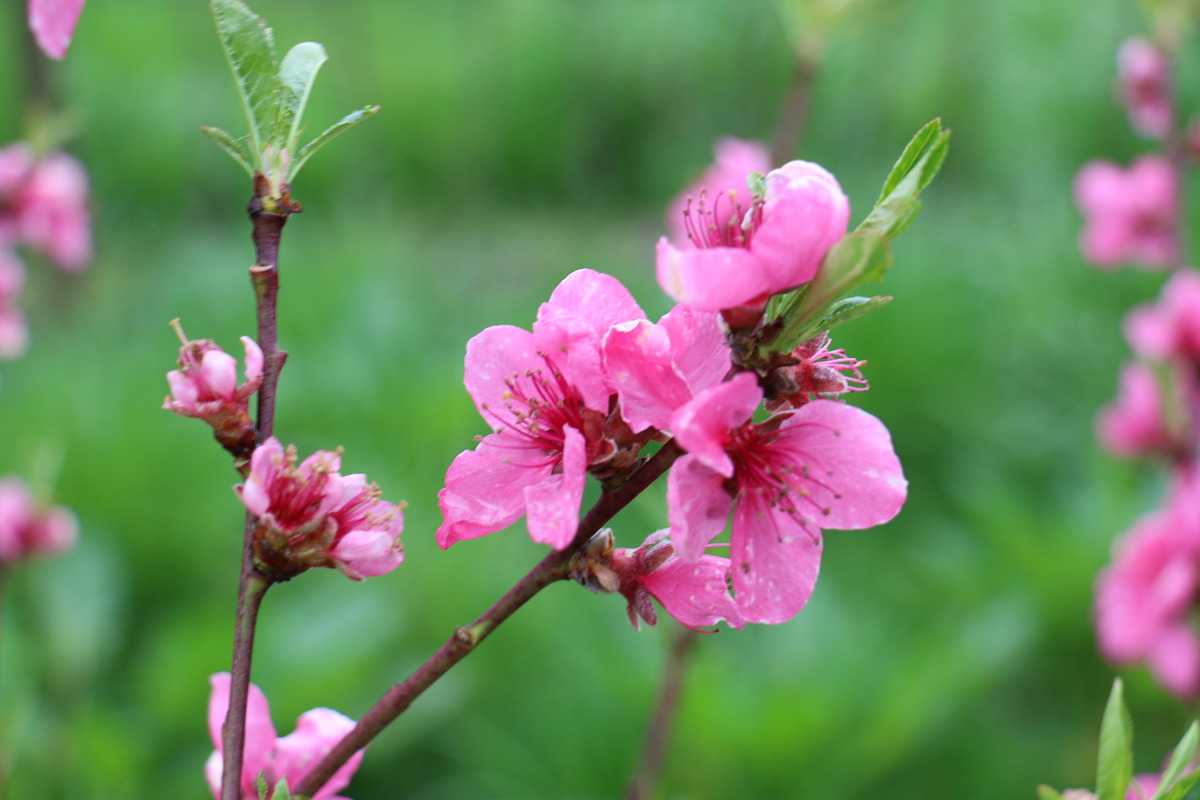 Die Blüten der Pfirsiche
