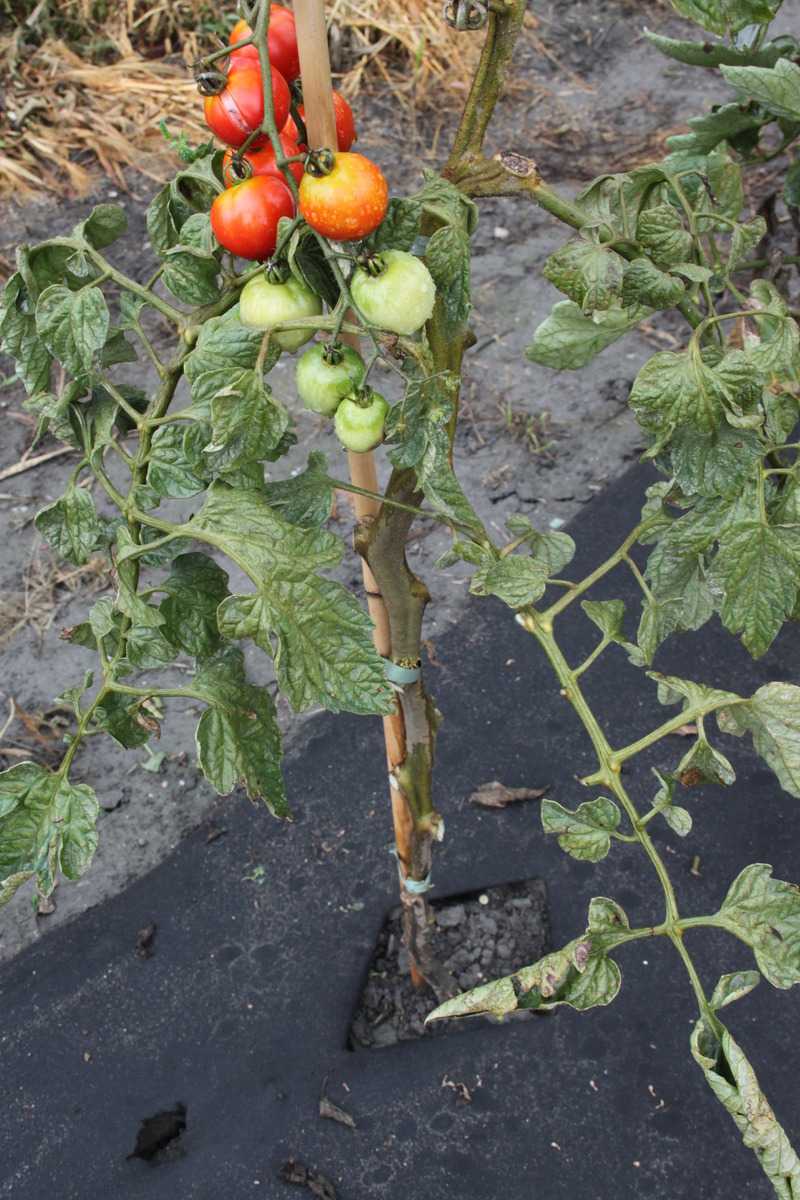 Braunfäule Tomaten Schutz vor Spritzwasser