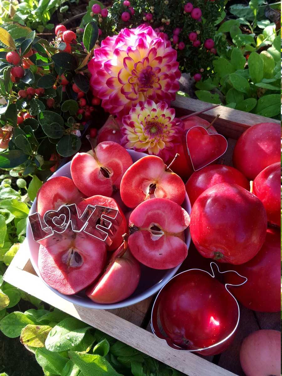 Redlove roter Apfel Lubera Ranka Tessin