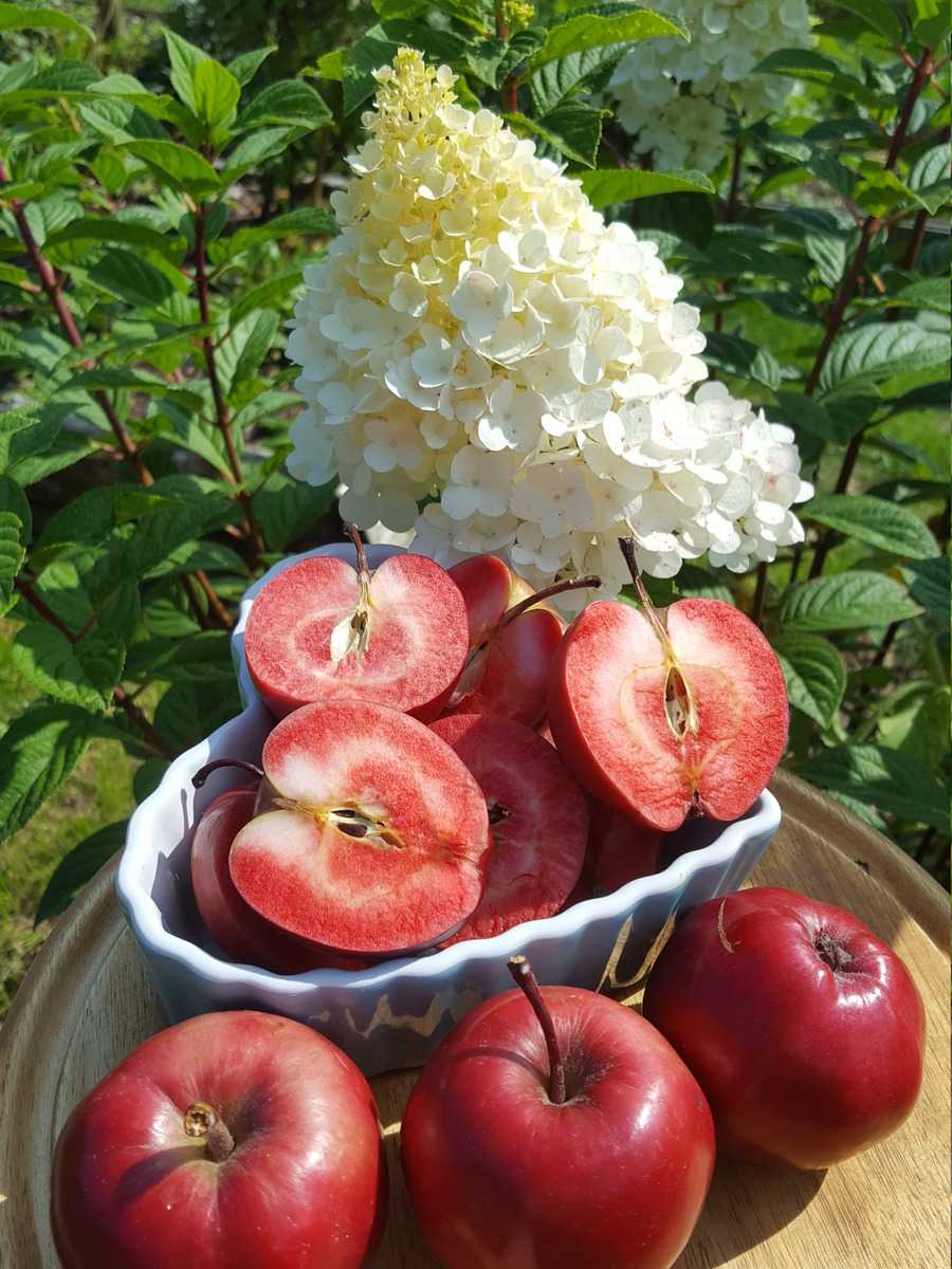 Redlove roter Apfel Lubera Ranka Tessin