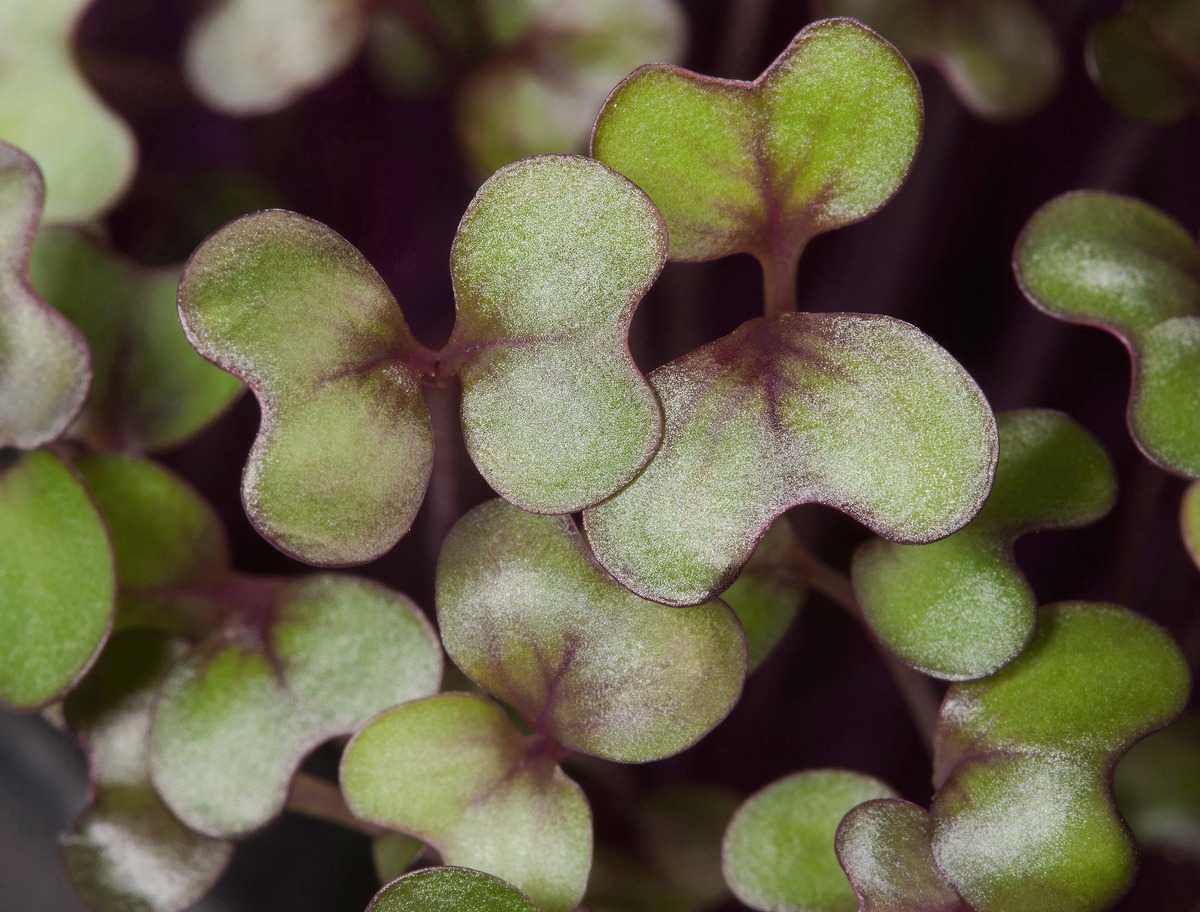 Die Micro Greens: Junges Grün für Ungeduldige