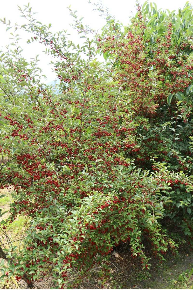 Pointilla Cherrific Lubera Pünktchenbeere