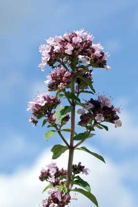 Dost (Origanum vulgare) - auch Oregano oder wilder Majoran