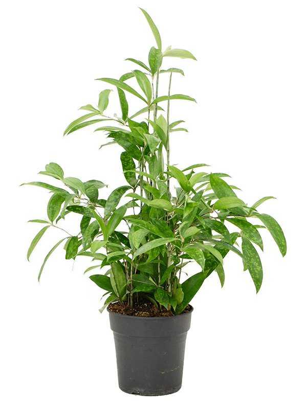 Dracaena surculosa Tuff BOTANICLY Drachenbaum in Hydrokultur Zimmerpflanze 