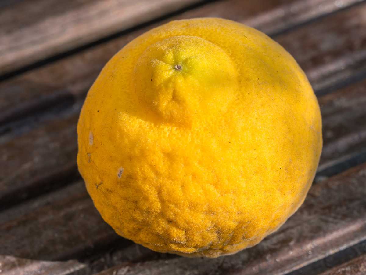 Dreiblättrige Orange kaufen beim Gartenexperten LUBERA®