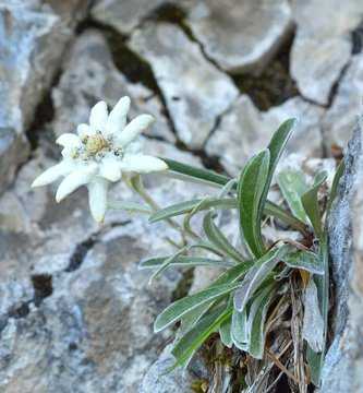 Edelweiss in seiner Heimat.