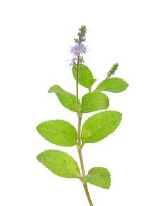 Echter Ehrenpreis (Veronica officinalis)