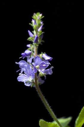 Ehrenpreis; Veronica officinalis