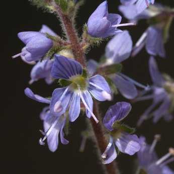 Echter Ehrenpreis, Veronica officinalis