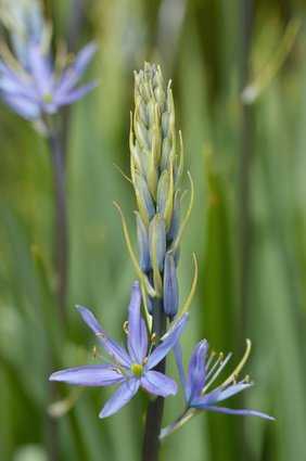 Veronica officinalis