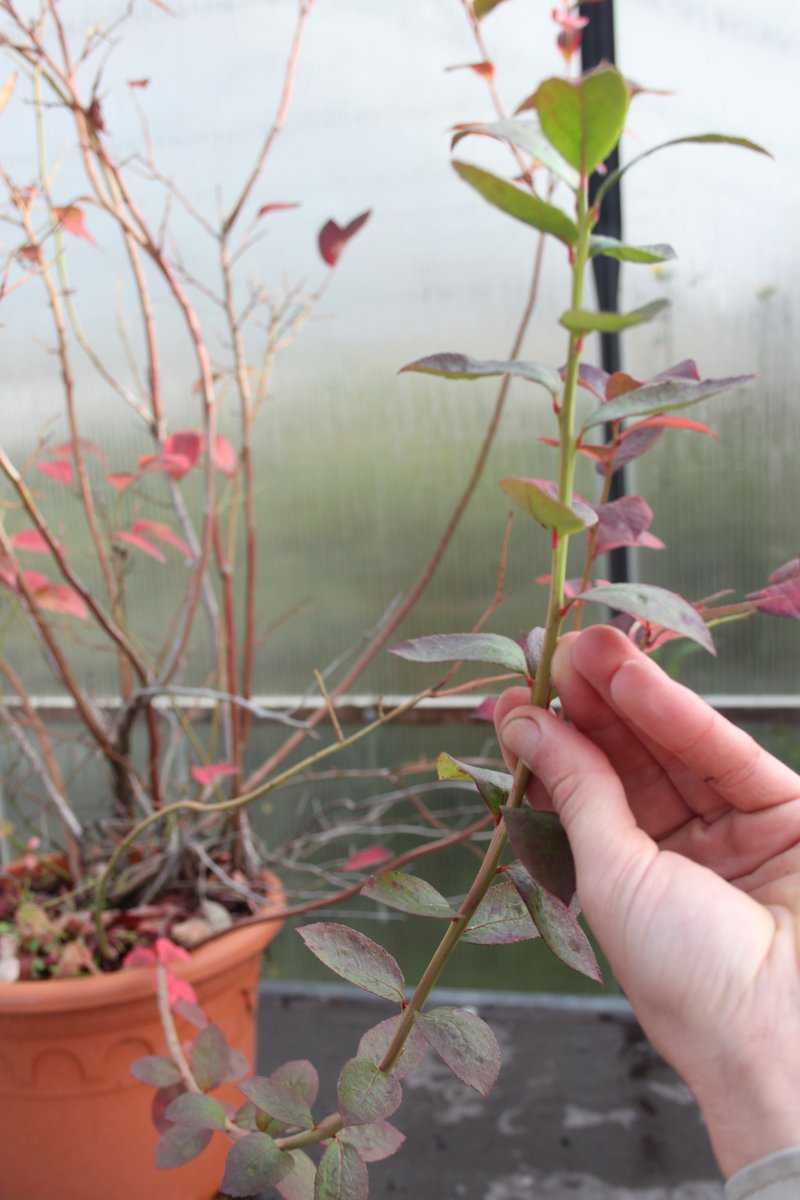 Heidelbeeren vermehren Lubera